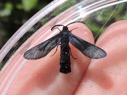 Image of Western Grapeleaf Skeletonizer