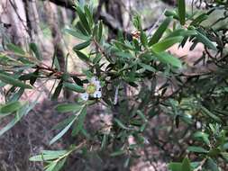 Sivun Leptospermum trinervium (Smith) J. Thompson kuva