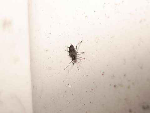 Image of Black bean aphid