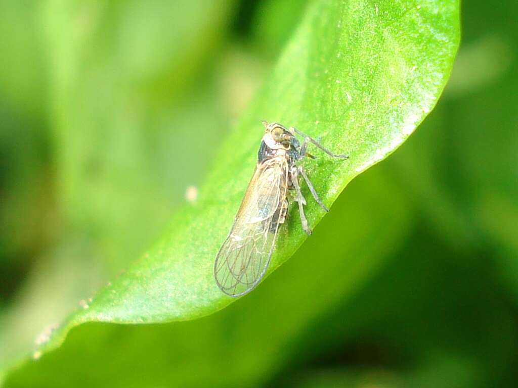 Image of Javesella (Javesella) pellucida (Fabricius 1794)