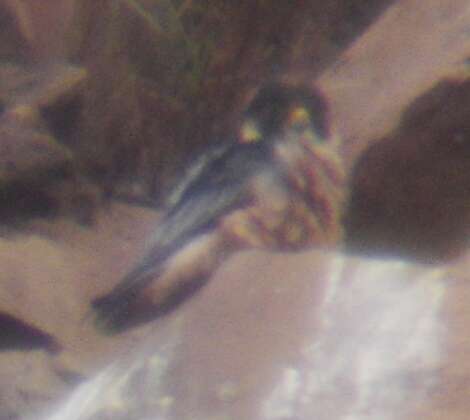 Image of Taita Falcon