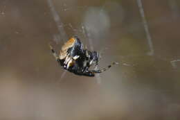 Image of Parasteatoda lunata (Clerck 1757)