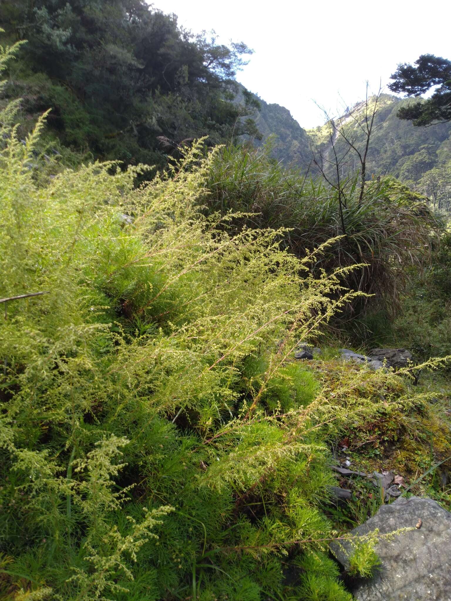 Image of Artemisia morrisonensis Hayata