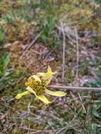 Image of nodding arnica