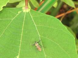 Image of Biasticus flavus (Distant 1903)