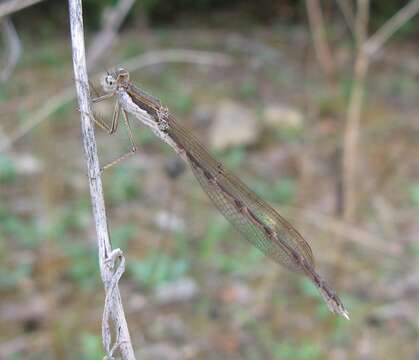 Image of Common Winter Damsel