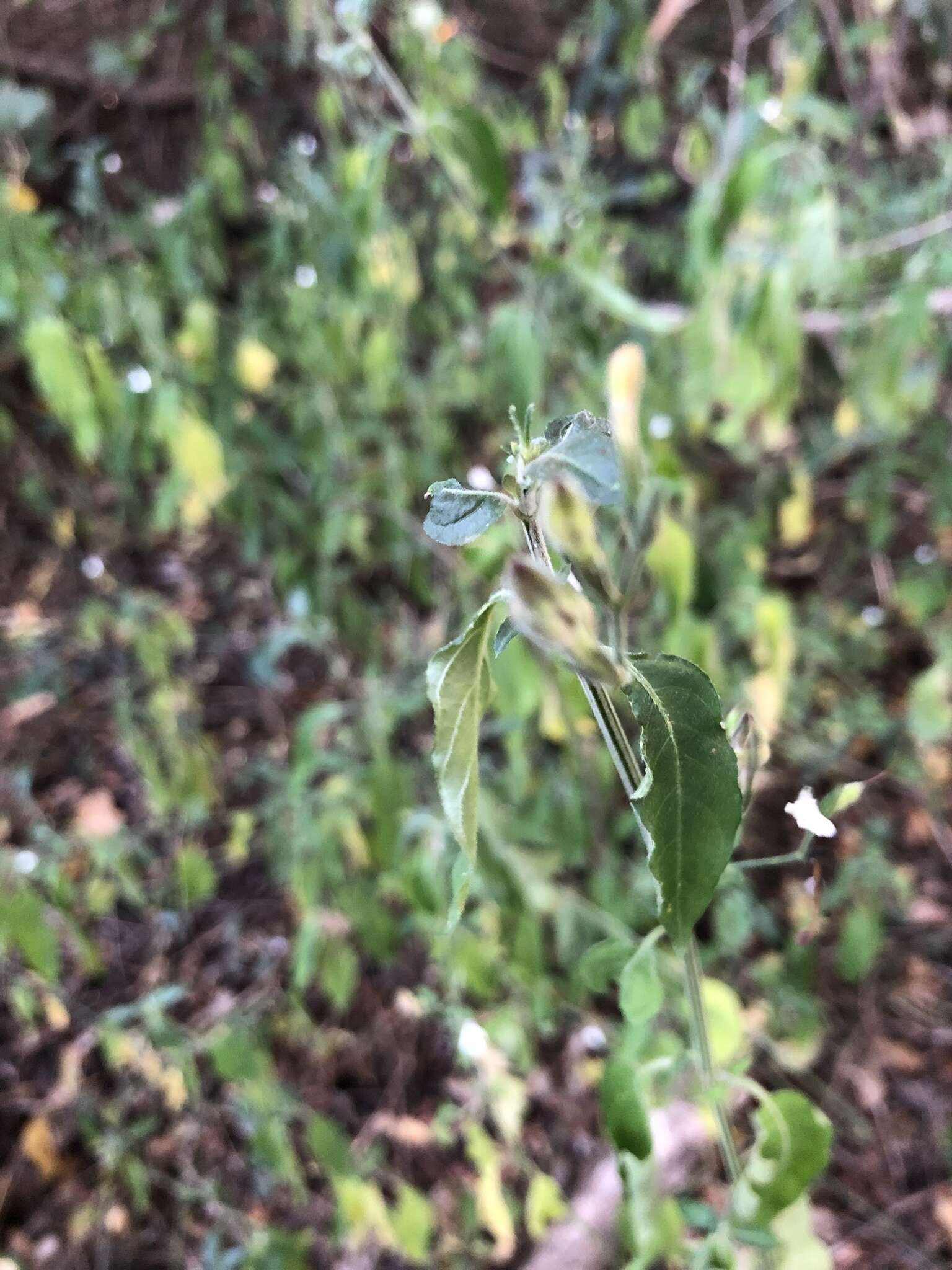 Rhinacanthus latilabiatus (K. Balkwill) I. Darbysh. resmi