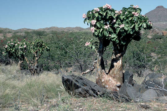 Image of Adenium obesum subsp. boehmianum (Schinz) G. D. Rowley