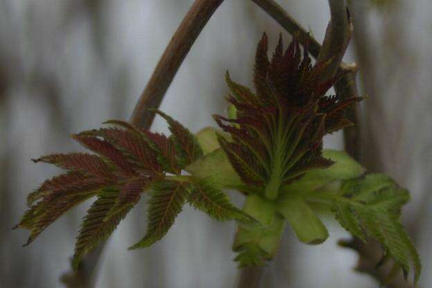 Image of false spiraea