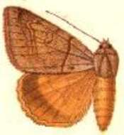 Image of Mocis cubana