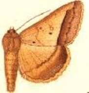 Image of Mocis vitiensis