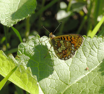 Image of <i>Boloria oscarus</i>