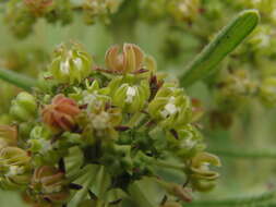 Schizoglossum bidens subsp. pachyglossum (Schltr.) Kupicha的圖片