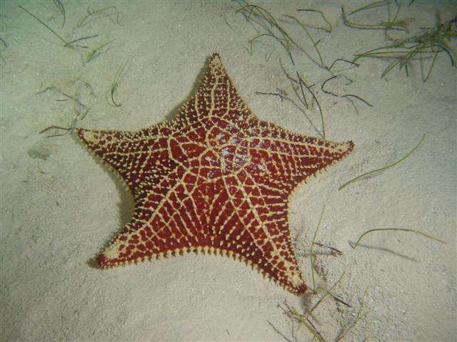 Image of Red cushion sea star