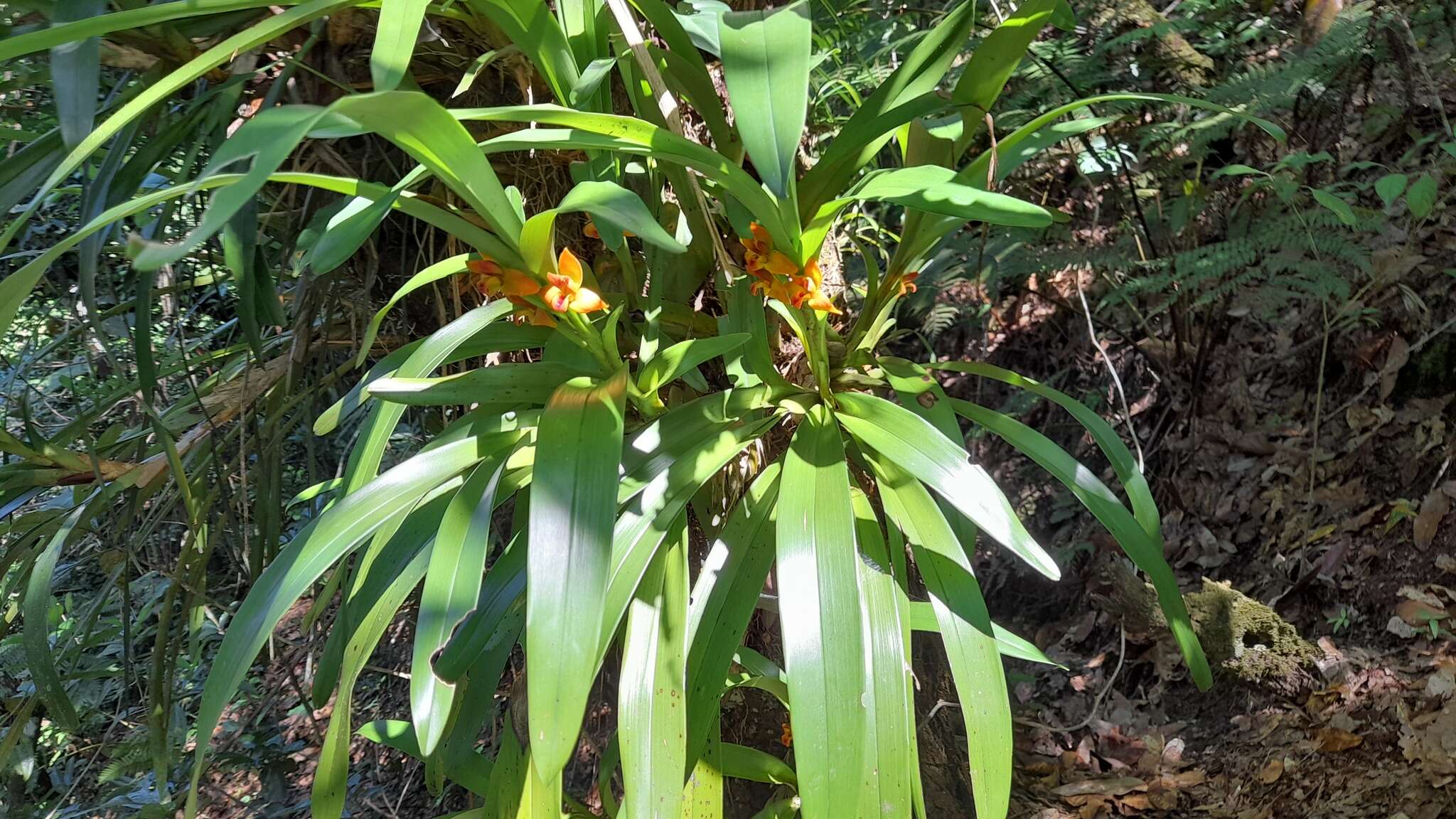Image of Maxillaria elatior (Rchb. fil.) Rchb. fil.