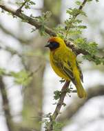 Image of African Masked Weaver