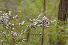 Hovea asperifolia I. Thomps.的圖片