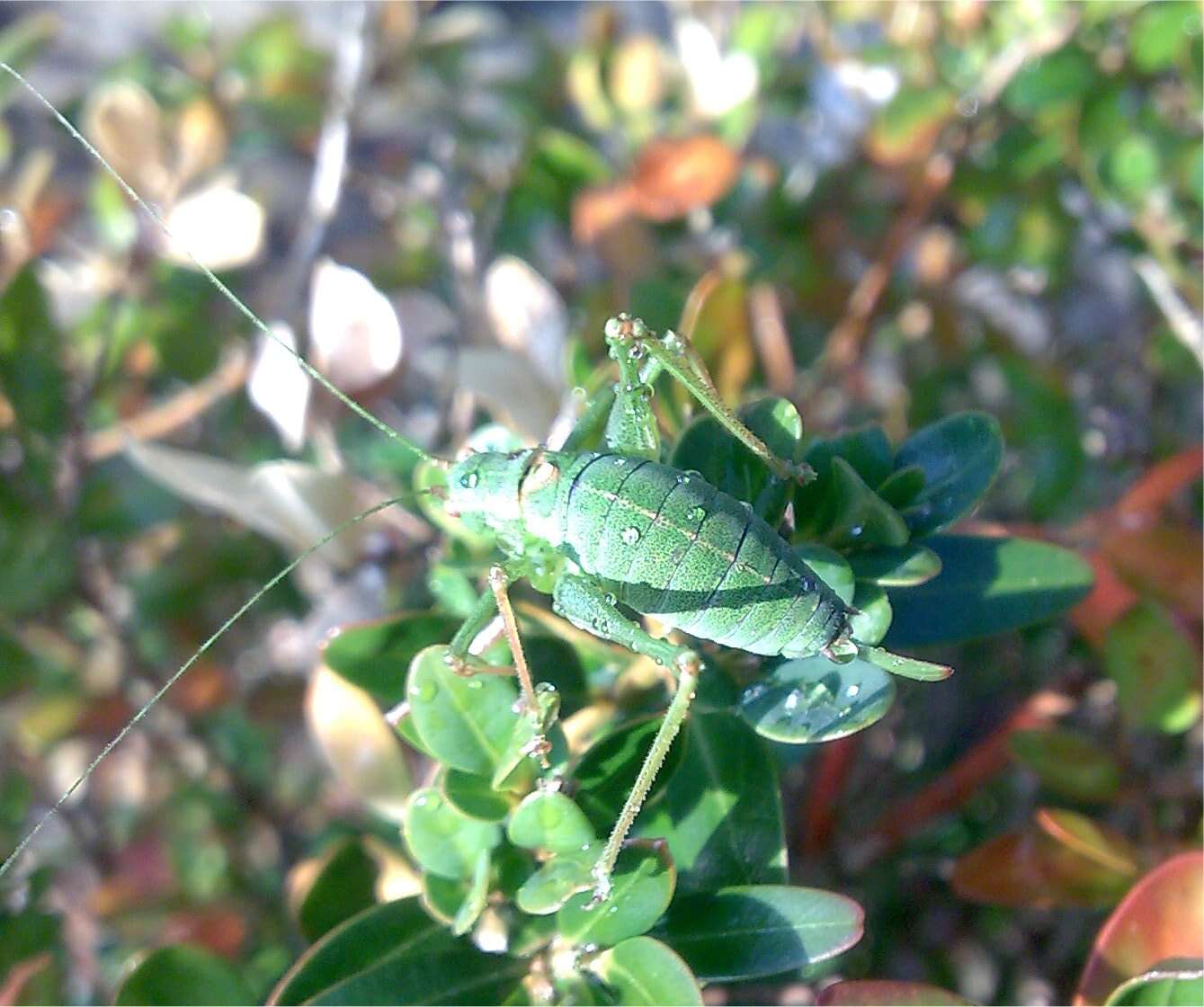 Image of speckled bush-cricket