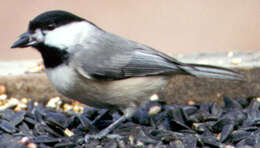 Image of Carolina Chickadee