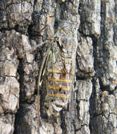 Image of Cicada orni Linnaeus 1758