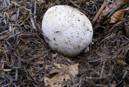 Image of Stinkhorn