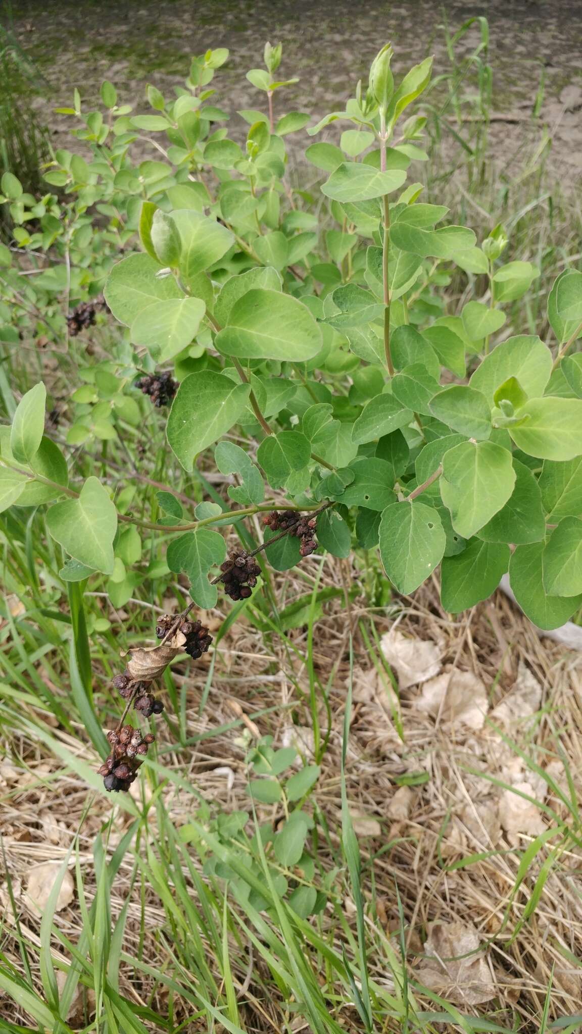 Image of Symphoricarpos Dill. ex Juss.