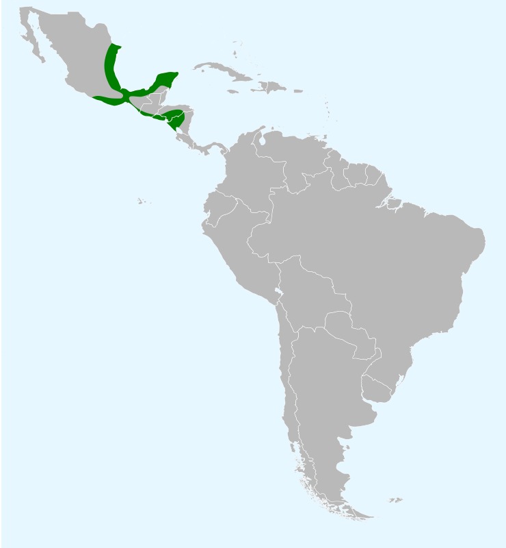 <span class="translation_missing" title="translation missing: en.medium.untitled.map_image_of, page_name: Altamira Oriole">Map Image Of</span>