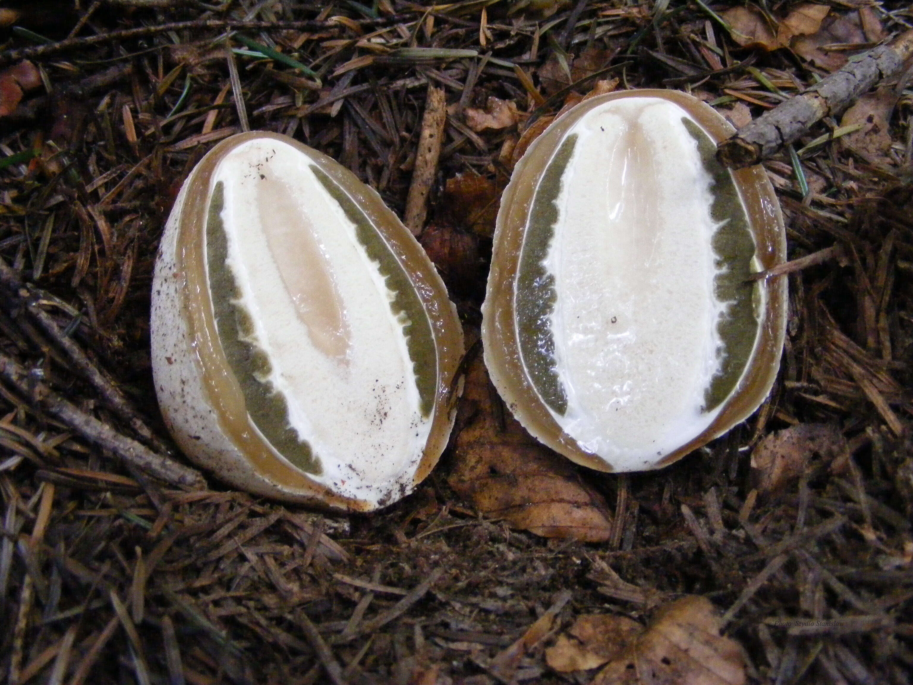 Image of Stinkhorn