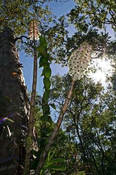 Image of Dendrobium smillieae F. Muell.