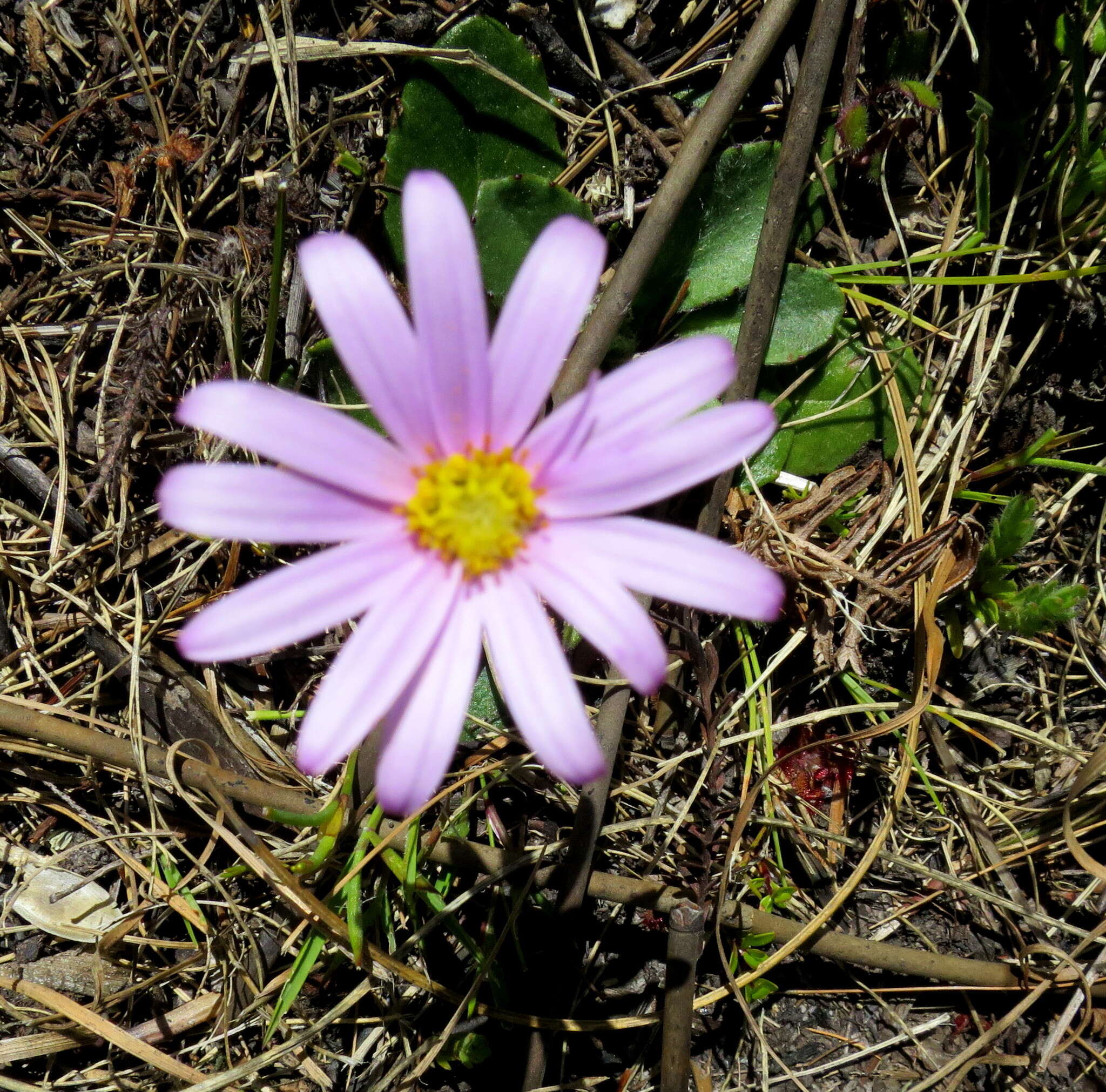 Image of Zyrphelis crenata (Thunb.) Kuntze