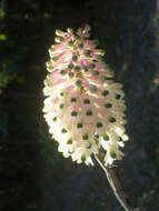 Image of Dendrobium smillieae F. Muell.