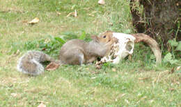 Image of Sciurus subgen. Sciurus Linnaeus 1758