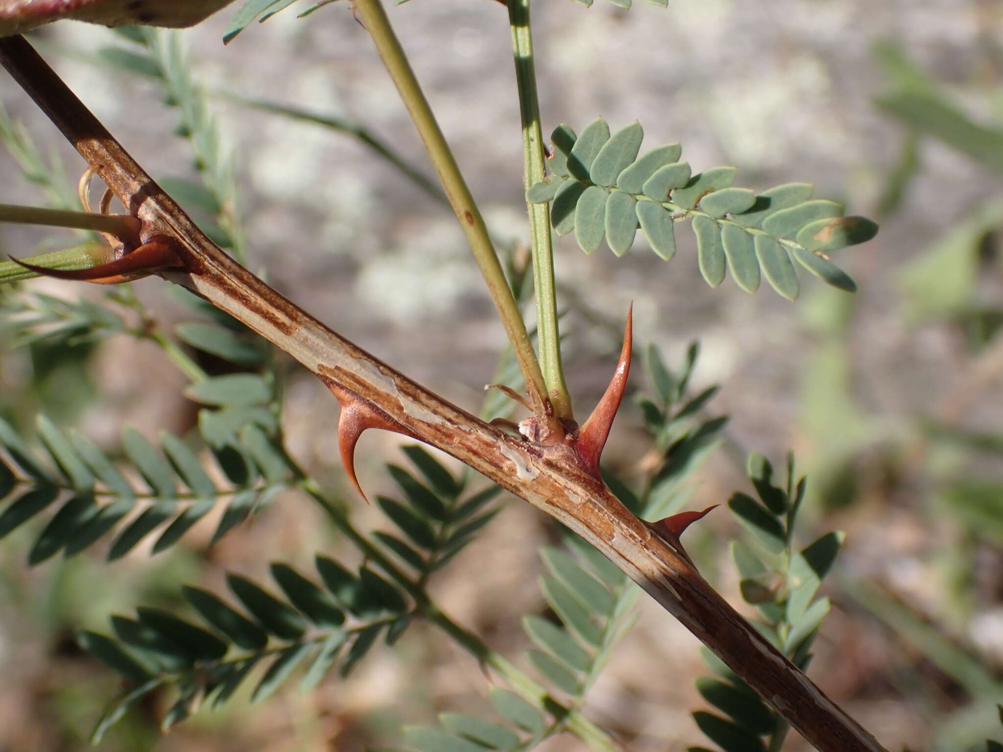 Image of Graham's mimosa