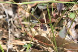 Слика од Brachyscome microcarpa F. Müll.