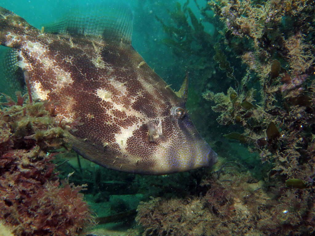 Image of Centreboard Leatherjacket