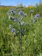 Imagem de Eryngium planum L.