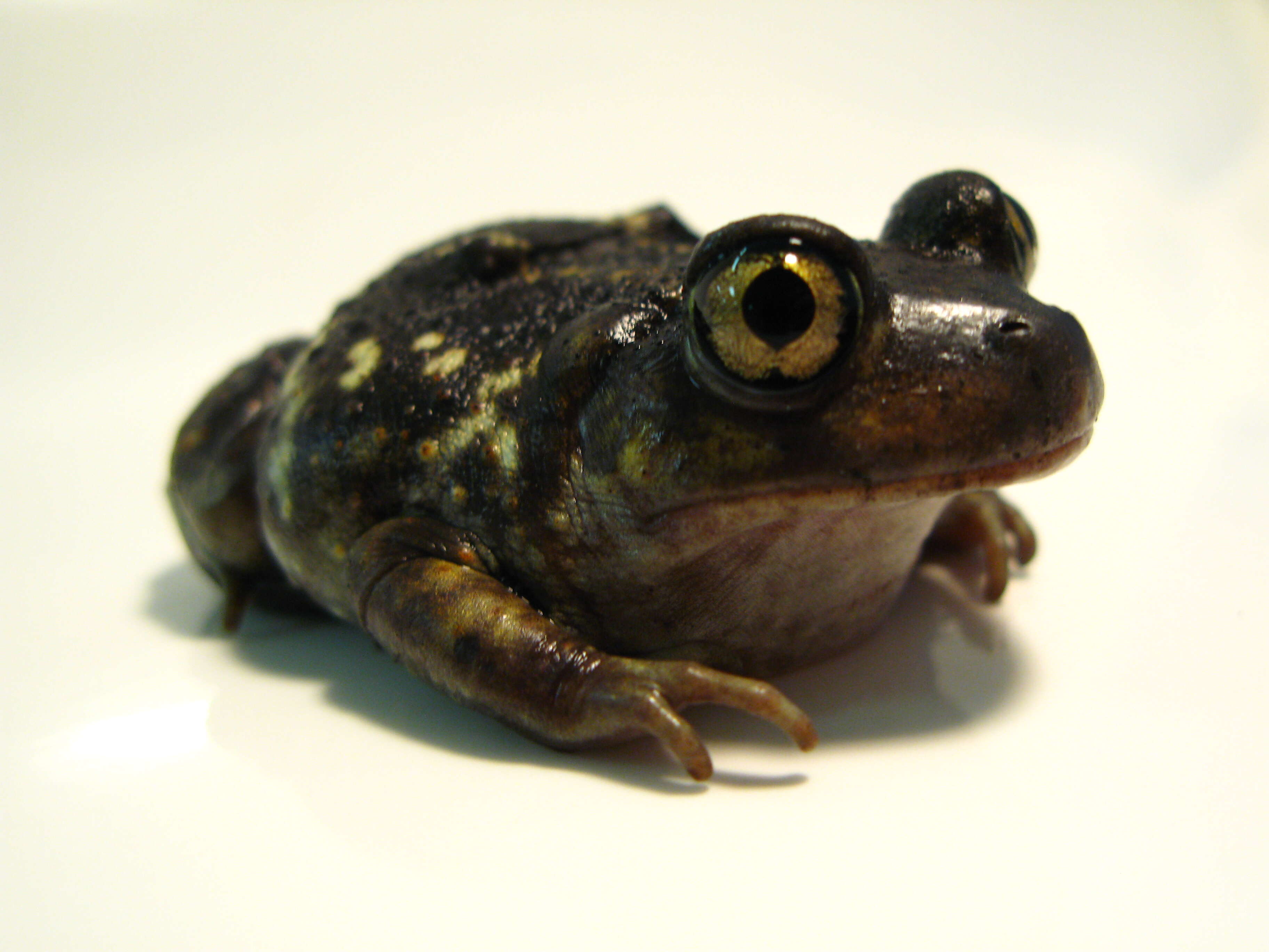 Image of Eastern Spadefoot