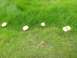 Image of Clitocybe brunneocephala H. E. Bigelow 1982
