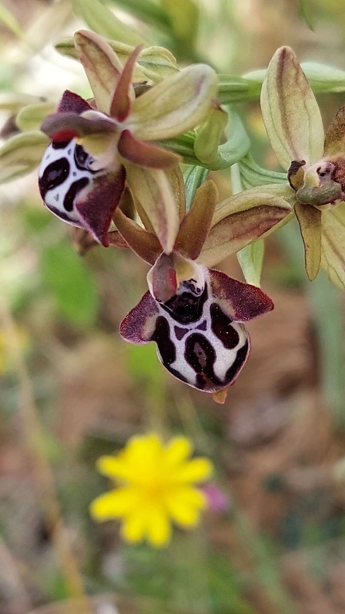 Image of Ophrys cretica (Vierh.) E. Nelson