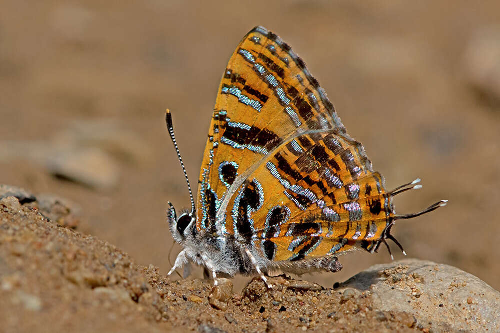 Sivun Catapaecilma subochrea kuva