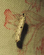 Image of black-tipped ermine