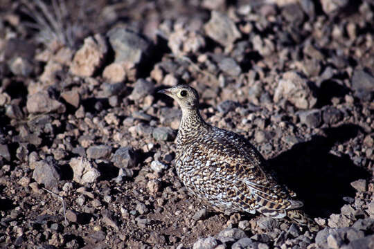 Image of Double-banded Sandgrouse