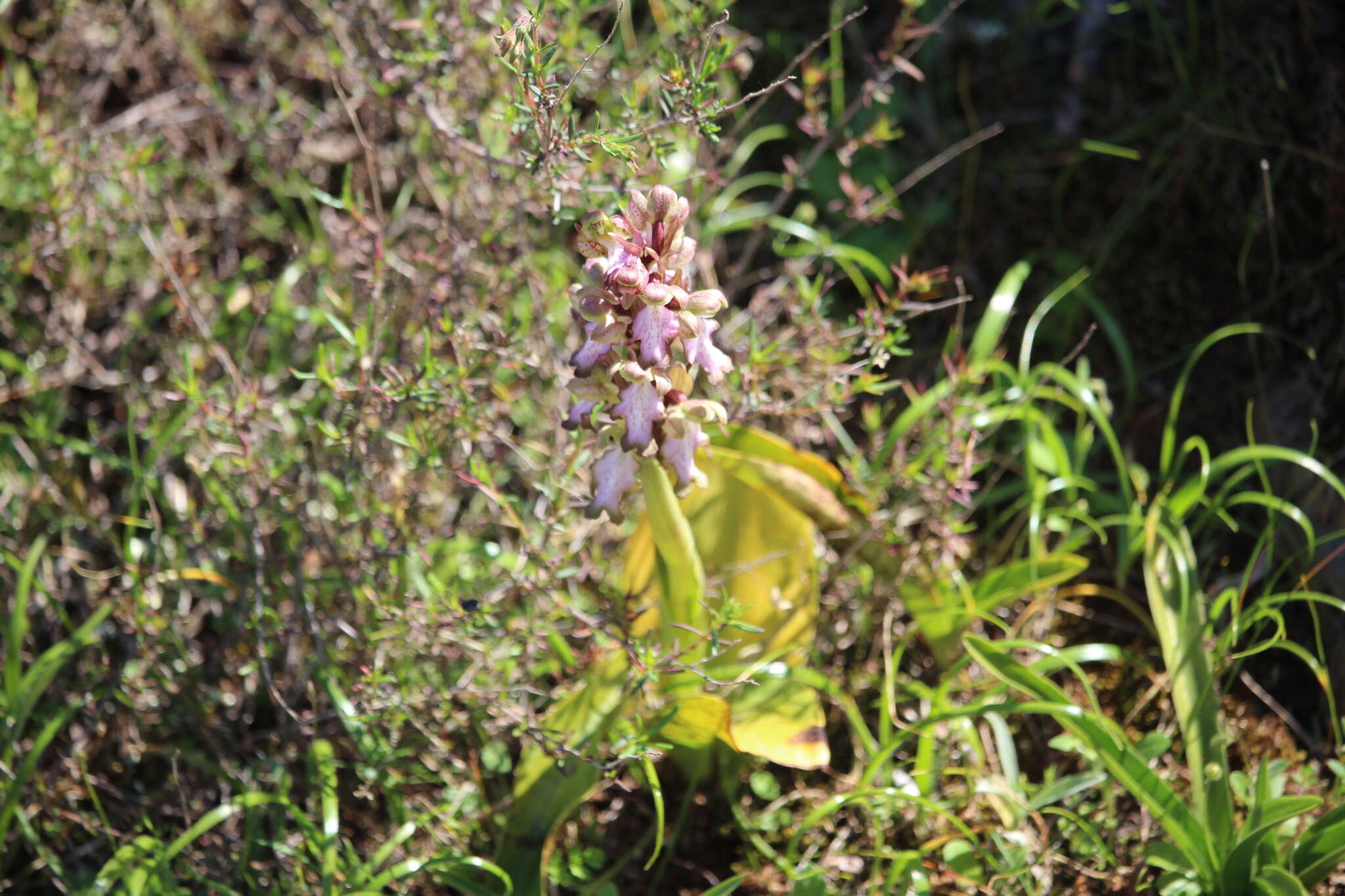 Image of Giant Orchid