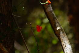 Image of Adenophyllum aurantium (L.) J. L. Strother