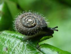 Image of Furry Hair Snail