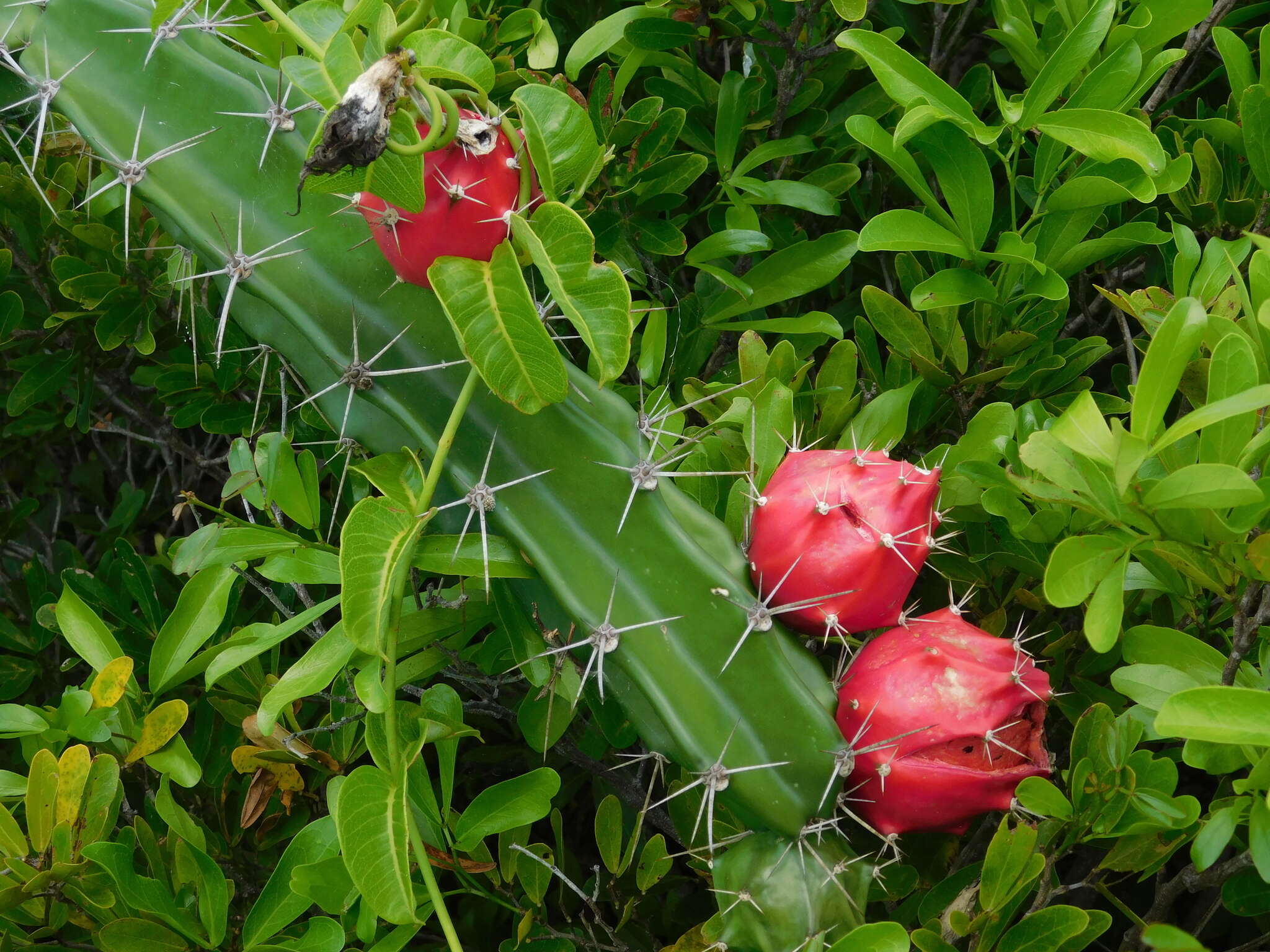 Image of Barbed-wire cactus