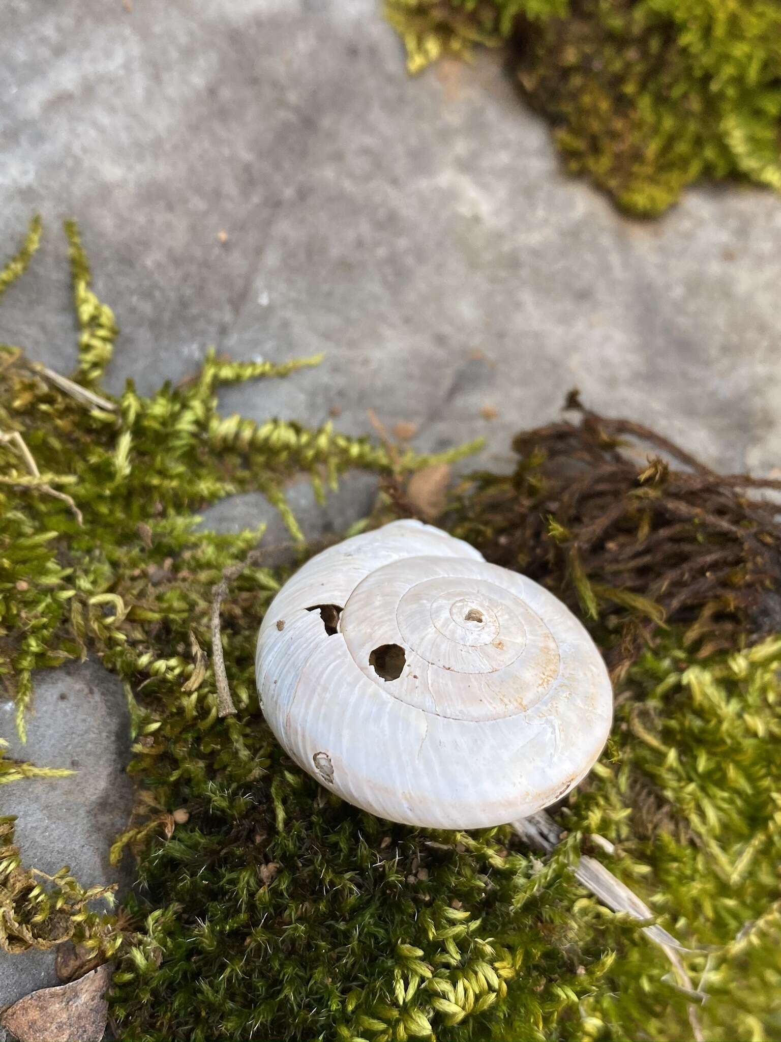 Image of <i>Monadenia troglodytes</i> Hanna & A. G. Smith 1933