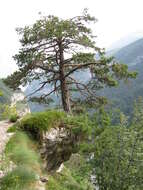 Image of Scotch Pine