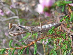 Image of Mantis