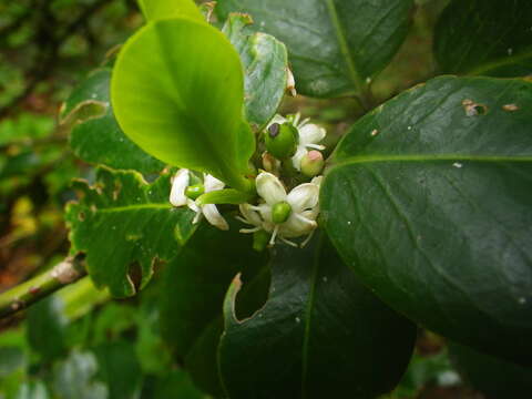 Sivun Ilex canariensis Poir. kuva